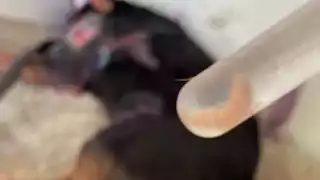  Veterinarios de Campeche critican falta de acción contra el gusano barrenador   