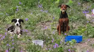 Auxilian a perrita con espinas de puercoespín atoradas en Chetumal