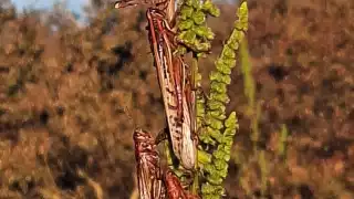 Cuatro municipios de Campeche en amenaza por mangas de langostas