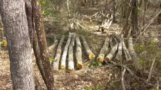 “No debe haber impunidad por daño ambiental en Campeche”, exige diputado