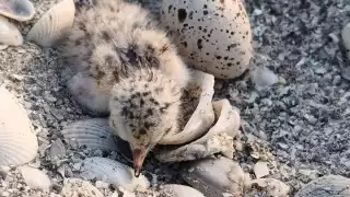 El charrán mínimo inicia su anidación más temprano en Playa Norte de Ciudad del Carmen