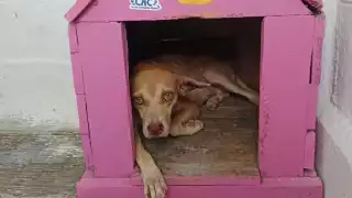 Salvan a perrito de parasitación de garrapatas y pulgas en Othón P. Blanco
