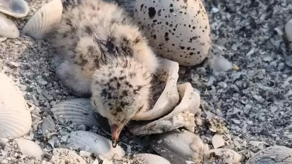 Temporada adelantada: ya nacen los primeros charranes mínimos en Carmen