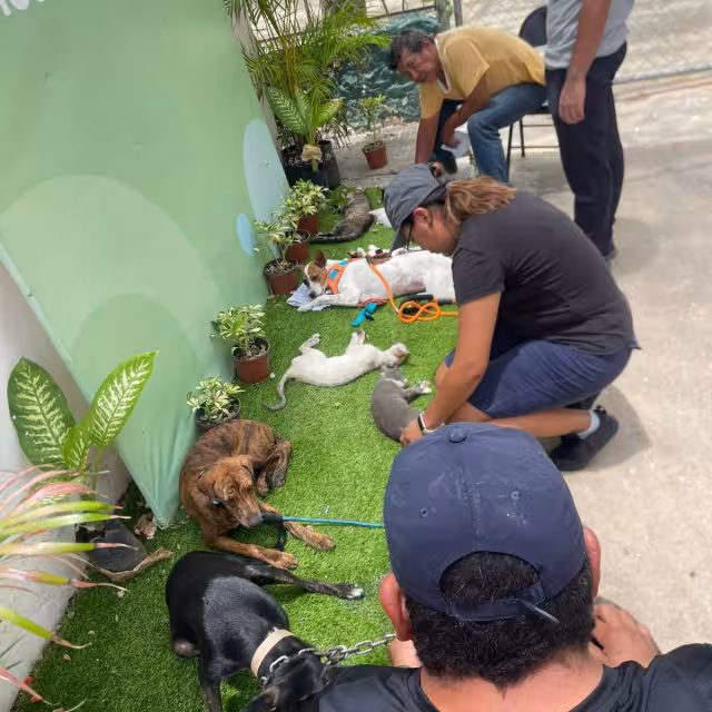 En siete años, suman ya 10 mil animales esterilizados por el municipio.