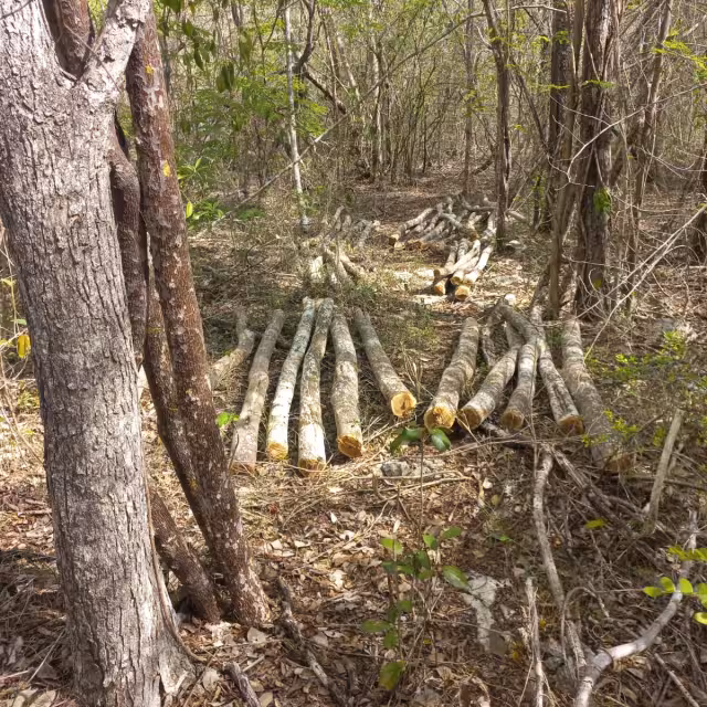 Denuncian ecocidio en Campeche por tala de Sac-Nache; comisario en la mira