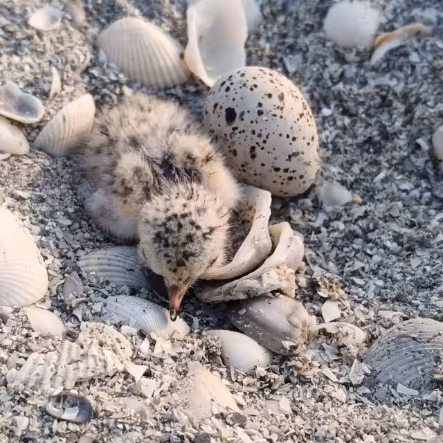 Temporada adelantada: ya nacen los primeros charranes mínimos en Carmen