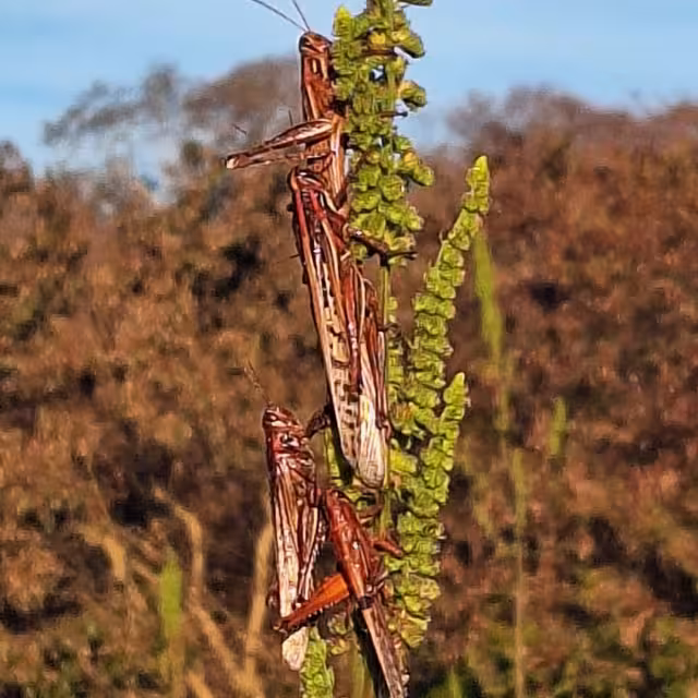 Todo el Camino Real está infestado por esta plaga