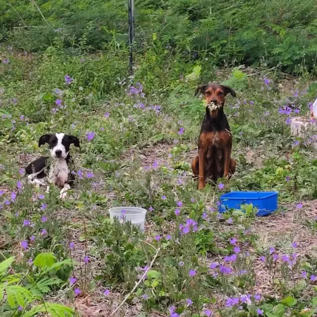 Personas de la sociedad civil y personal de Salud Municipal de Othón P. Blanco otorgaron auxilio al animal