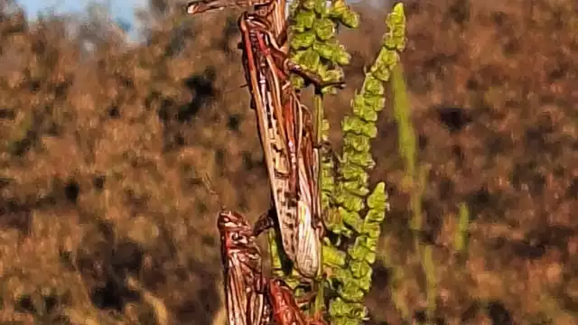 Todo el Camino Real está infestado por esta plaga