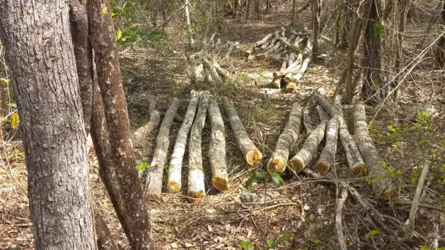 Profepa y autoridades bajo la lupa por presunto ecocidio tolerado en Hopelchén
