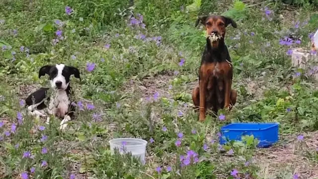 Personas de la sociedad civil y personal de Salud Municipal de Othón P. Blanco otorgaron auxilio al animal