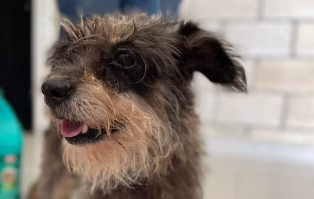 Las autoridades dieron a conocer que ya se hizo la denuncia pertinente a la FGE y una ampliación, estarán al pendiente