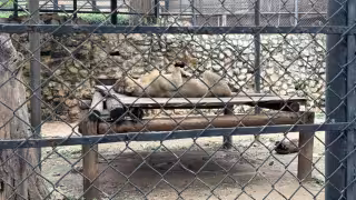“Está sano”: especialista descarta crisis de salud en león del Zoológico Centenario de Mérida