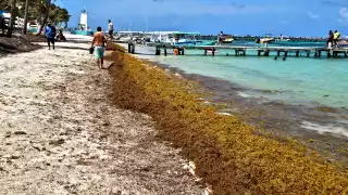 Aumenta arribo de sargazo en playas del sur de Quintana Roo; playa de Puerto Morelos fue la más afectada