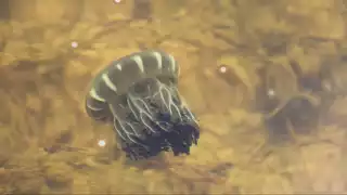 Marineros reportan que el aumento de aguamalas en la ría ha desplazado a crustáceos y peces