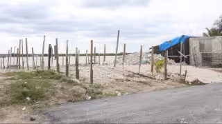 Cambio climático y urbanización aceleran la muerte de manglares en Yucatán
