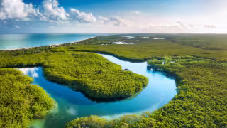 Manglares conquistan nuevos terrenos en la Península de Yucatán