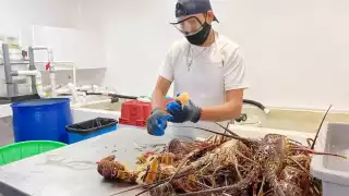 Bienpesca otorga apoyos tras desplome en captura de langosta