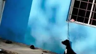 Perro fallece tras ser maltratado por dueños.