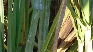 Otra plaga amenaza la producción cañera en el sur de Quintana Roo