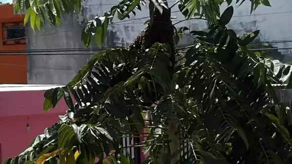 Las abejas habrían sido alteradas debido al ruido de una construcción cercana Las abejas habrían sido alteradas debido al ruido de una construcción cercana