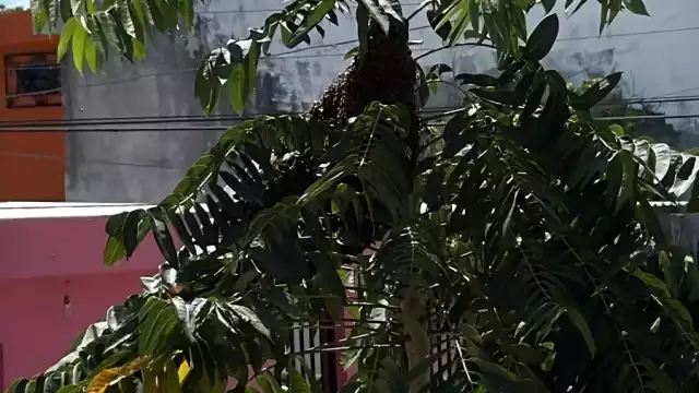 Las abejas habrían sido alteradas debido al ruido de una construcción cercana