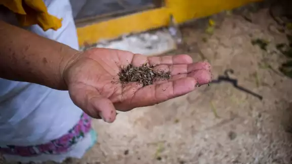 Cooperativistas de Kuchil Kaab refieren que tan sólo en el último año han perdido hasta 80 colmenas. Cooperativistas de Kuchil Kaab refieren que tan sólo en el último año han perdido hasta 80 colmenas.