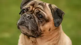 Trucos sencillos para calmar a tu perro cuando hay pirotecnia