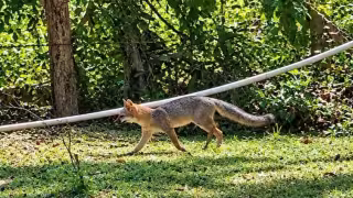Un zorro gris fue avistado la mañana de este lunes en las inmediaciones del Itescham en Champotón.