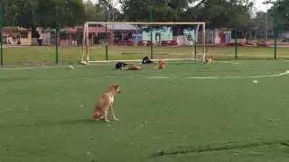 Habitantes de Tuzik piden a dueños de mascotas   controlar incremento de perros en las calles 