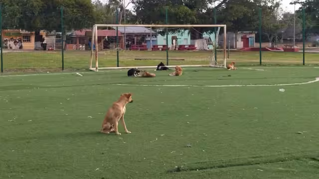 Debido al riesgo a la salud de los locales, se pide responsabilidad a dueños de los animales