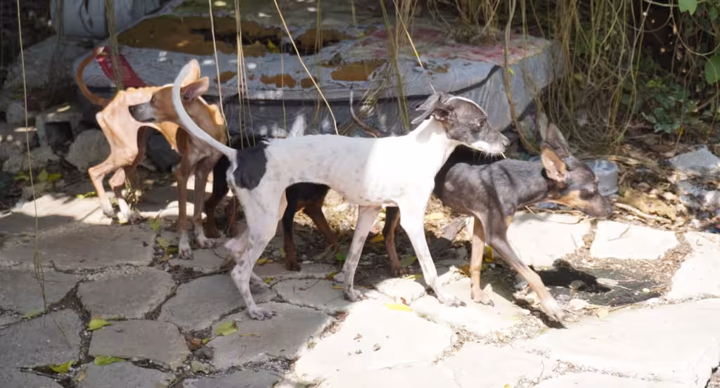 Rescatan a 48 perros en condiciones críticas en el Centro de Mérida