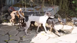 Rescatan a 48 perros en estado crítico tras reporte de presunto abandono en el Centro de Mérida