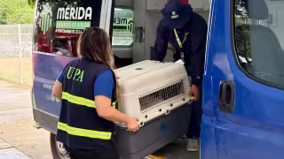 Descarta sacrificio humanitario para Oso y Blanquis; buscarán un hogar responsable