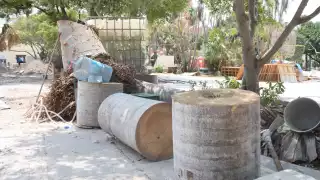 Los árboles fueron talados debido a que serían un problema en el futuro