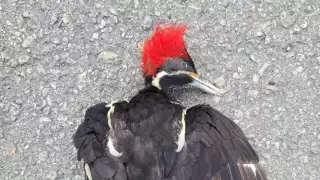 Las causas son por falta de agua o atropellamientos en carretera al bajar en busca de ella