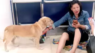 Turista de CDMX y su perrito se quedan varados en el aeropuerto de Cancún 