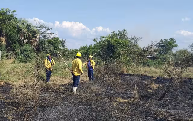 Incendios en áreas naturales afectan fauna y ecosistema