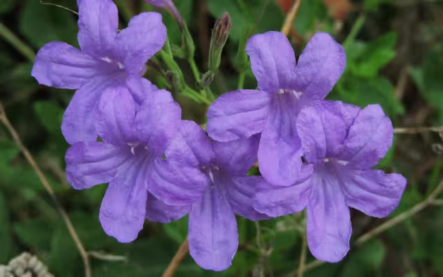 Se trata de una planta silvestre nativa del país asociada con vegetación perturbada