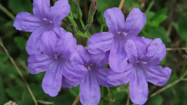 Se trata de una planta silvestre nativa del país asociada con vegetación perturbada