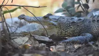 Aumentan los avistamientos de cocodrilos  en la ciénega de Progreso por las lluvias