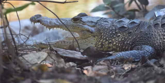 Las autoridades exhortan a no molestar a los ejemplares y evitar acercarse a ellos