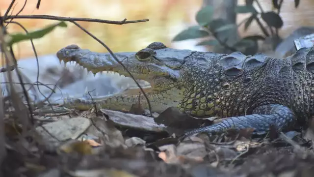 Las autoridades exhortan a no molestar a los ejemplares y evitar acercarse a ellos