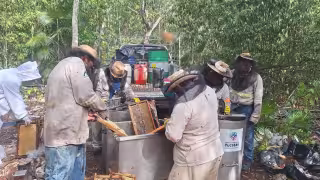 Denuncian fumigaciones agrícolas en Hopelchén: 360 mil colmenas afectadas