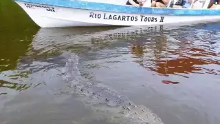 Los prestadores tienen la responsabilidad de respetar a los animales y reducir las alteraciones al entorno