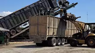 En punto de las 06:00 horas comenzaron a recibir los camiones en la báscula, para luego pasar la vara al proceso de molienda.