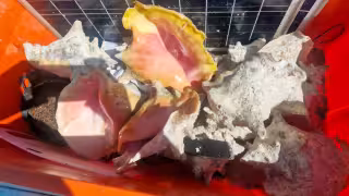 Persisten saqueos de caracol rosado en el Arrecife Alacranes pese a veda de 37 años