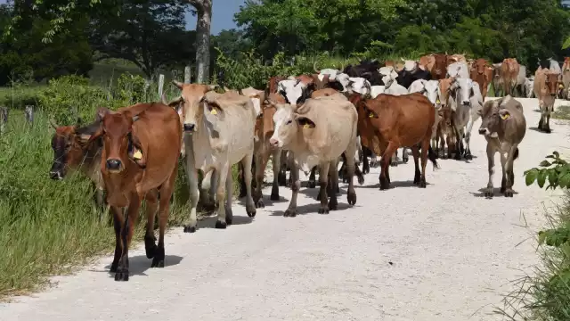 En 2024 durante la sequía murieron más de 3 mil ganados en Campeche