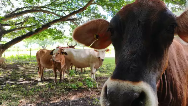 La mosca “Cochliomyia hominivorax”, ocasiona una herida en las reses y ahí deposita sus huevos