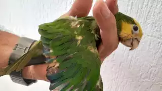 Comerciantes tiñen la cabeza de los loros para aumentar su valor en el mercado ilegal